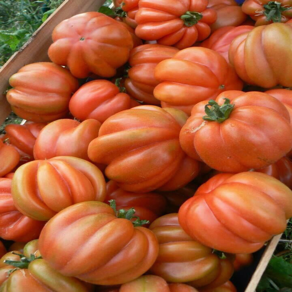 Pomodoro Cuore di Bue in confezione da  1 kg.