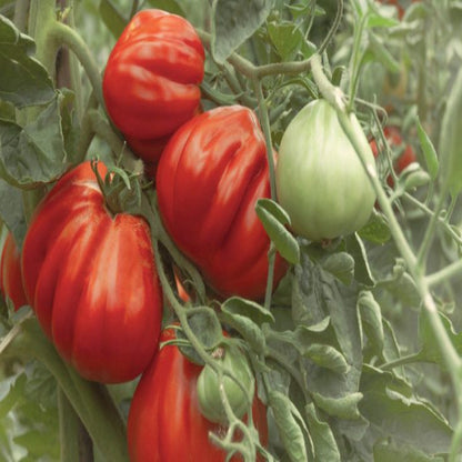 Pomodoro Cuore di Bue in confezione da  1 kg.