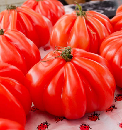 Pomodoro Cuore di Bue in confezione da  1 kg.