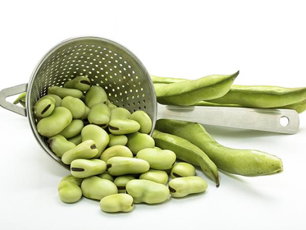 Fresh peeled broad beans