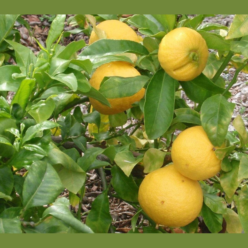 Bergamotto fresco l'originale di Reggio Calabria 1 Kg. - frutta e verdura di stagione - horecahub.myshopify.com