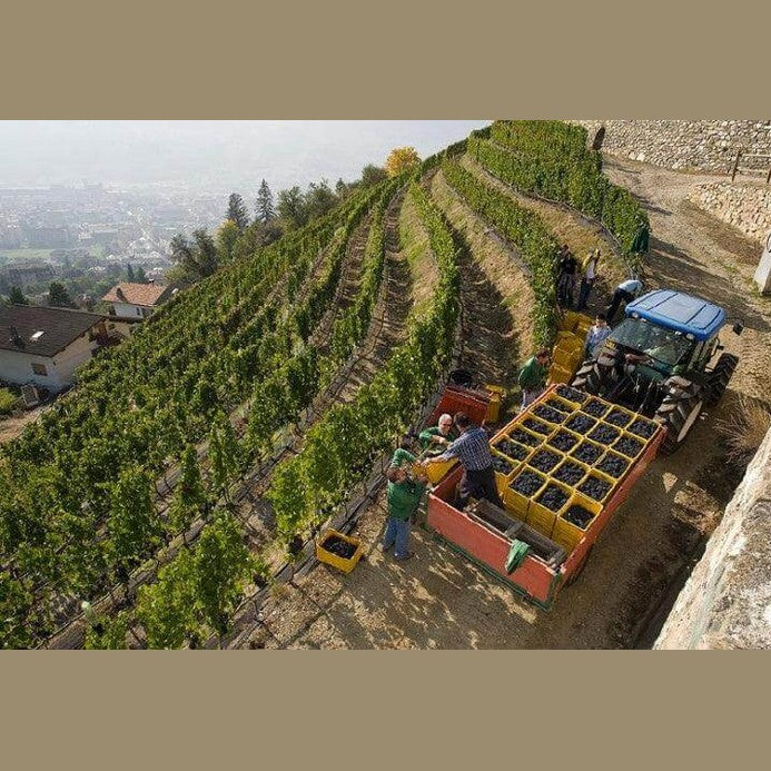 Harvesting grapes in a vineyard for Armacia IGT Calabria Rosso wine production.