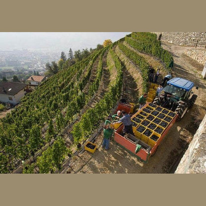 Harvesting grapes in a vineyard for Armacia IGT Calabria Rosso wine production.