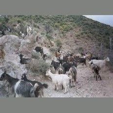 Formaggio Caprino di Calabria - Formaggeria - horecahub.myshopify.com