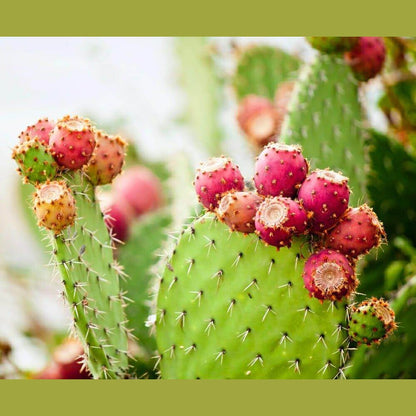 Fichi d'india di Sicilia - Freschi - frutta e verdura di stagione - horecahub.myshopify.com