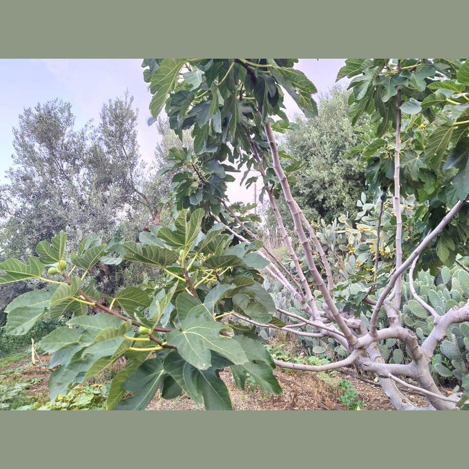 Fichi secchi calabresi nella canna - frutta e verdura di stagione - horecahub.myshopify.com