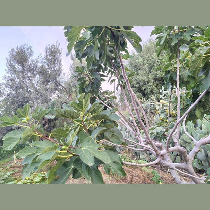 Fichi secchi calabresi nella canna - frutta e verdura di stagione - horecahub.myshopify.com