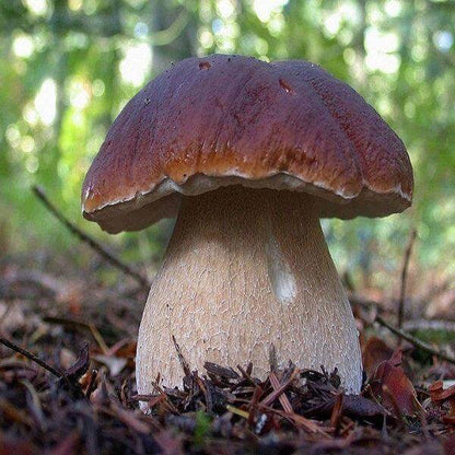 Funghi Porcini Extra - Essiccati 100 gr. - Conserve di Terra, di Mare, Delicatessen - horecahub.myshopify.com