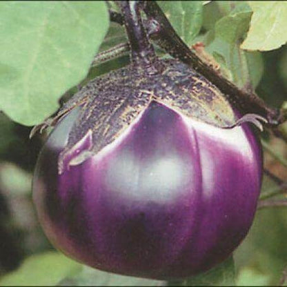 Melanzane Tonde Viola - frutta e verdura di stagione - horecahub.myshopify.com