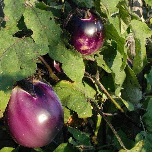Melanzane Tonde Viola - frutta e verdura di stagione - horecahub.myshopify.com
