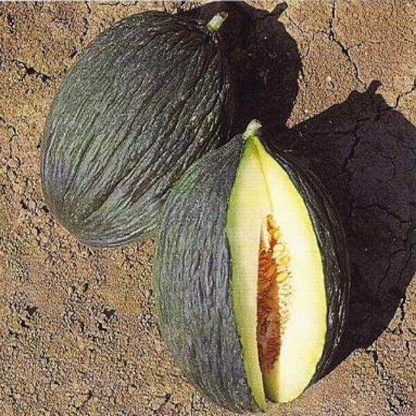 Melone Bianco di Campo 1.5 kg - frutta e verdura di stagione - horecahub.myshopify.com