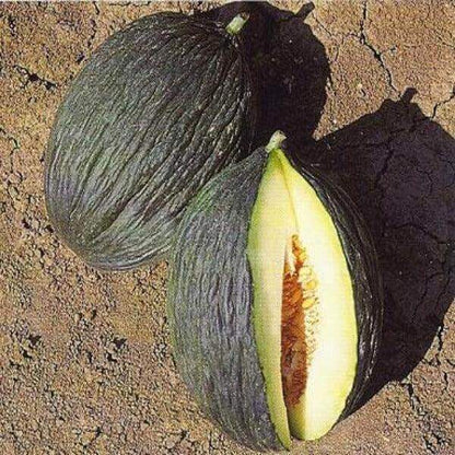 Melone Bianco di Campo 1.5 kg - frutta e verdura di stagione - horecahub.myshopify.com