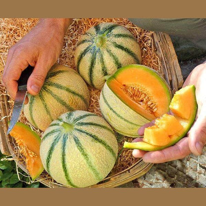 Melone Cantalupo Intero da circa 1,5 kg - frutta e verdura di stagione - horecahub.myshopify.com