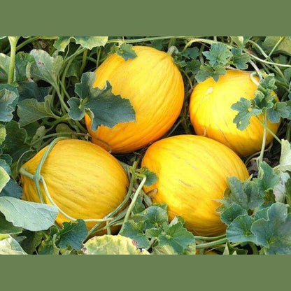Melone Giallo dell'Orto circa 1.5 kg - frutta e verdura di stagione - horecahub.myshopify.com