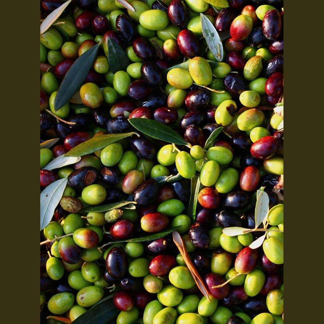 Olio di Oliva da Molitura a Freddo, olive fresche raccolte per la produzione di olio biologico.