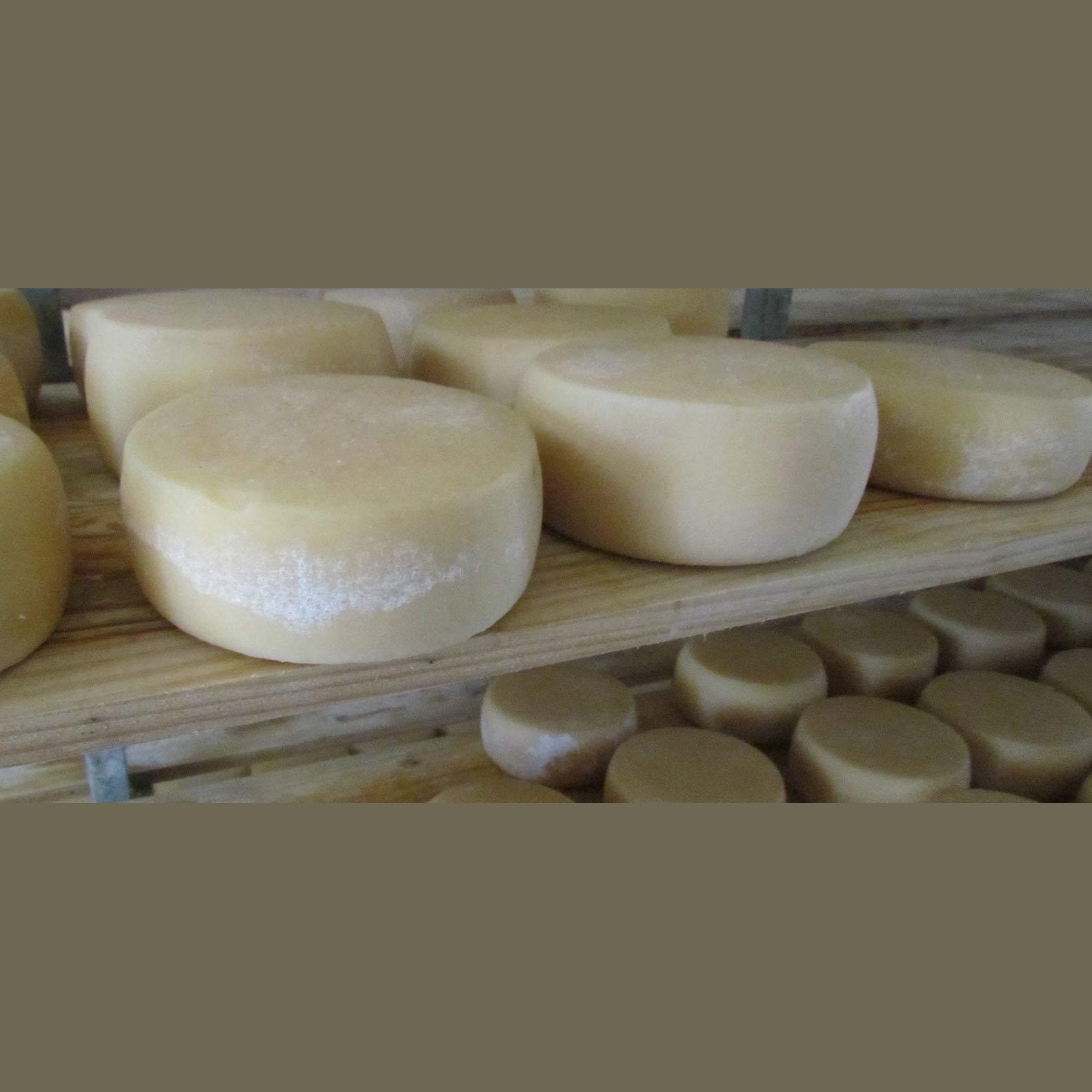 Pecorino del Monte Poro - DOP - Formaggeria - horecahub.myshopify.com