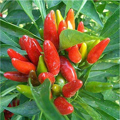 Peperoncino calabrese a Mazzetto - frutta e verdura di stagione - horecahub.myshopify.com
