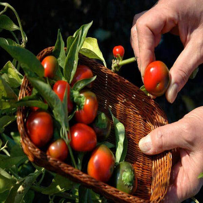 Peperone Rotondo Ciliegino da Riempire - frutta e verdura di stagione - horecahub.myshopify.com