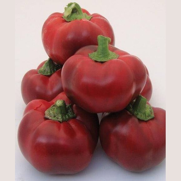Peperoni Tondi - frutta e verdura di stagione - horecahub.myshopify.com