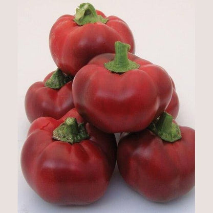 Peperoni Tondi - frutta e verdura di stagione - horecahub.myshopify.com