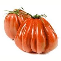 Pomodoro Cuore di Bue - frutta e verdura di stagione - horecahub.myshopify.com
