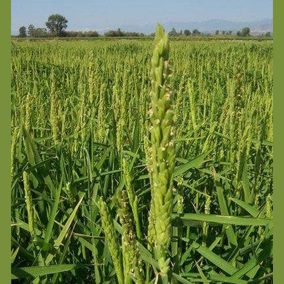 Riso di Sibari - Carnaroli di Calabria 1 kg - Prodotti da forno - horecahub.myshopify.com