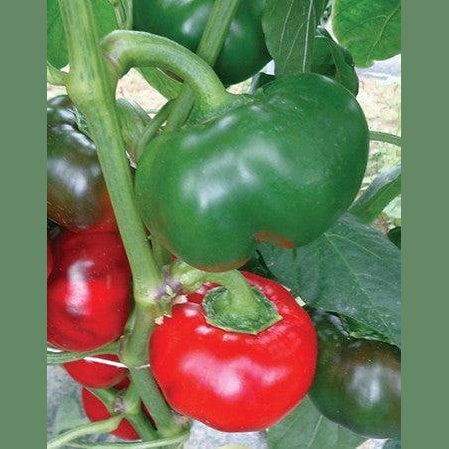 Peperoni Tondi - frutta e verdura di stagione - horecahub.myshopify.com