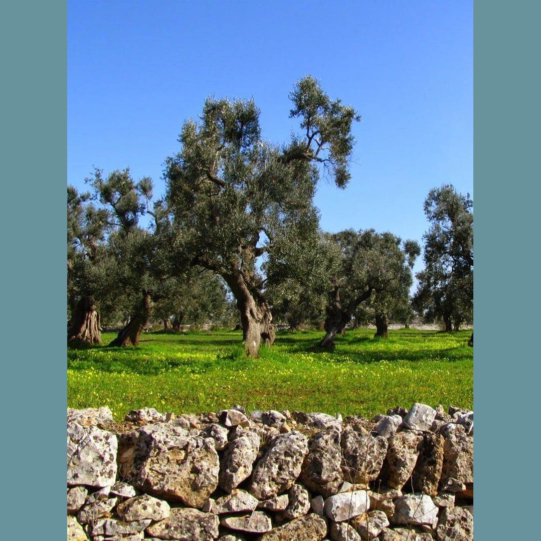 Olio di Oliva da Molitura a Freddo - Uliveto in azienda agricola calabrese con alberi di ulivo e prato verde.