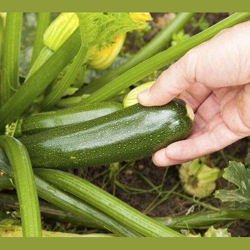 Zucchine Lunghe Calabresi - frutta e verdura di stagione - horecahub.myshopify.com